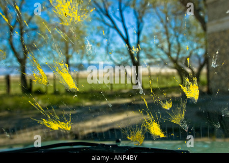 Tote Insekten sind während einer Fahrt über die Windschutzscheibe eines Autos bespritzt. Stockfoto