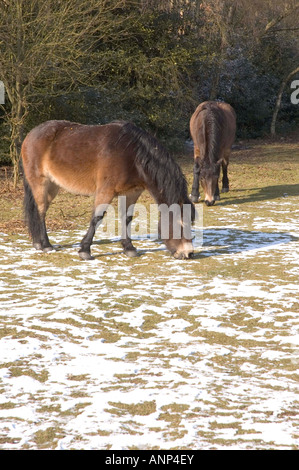 Ponys im park Stockfoto