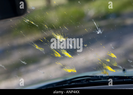 Tote Insekten sind während einer Fahrt über die Windschutzscheibe eines Autos bespritzt. Stockfoto