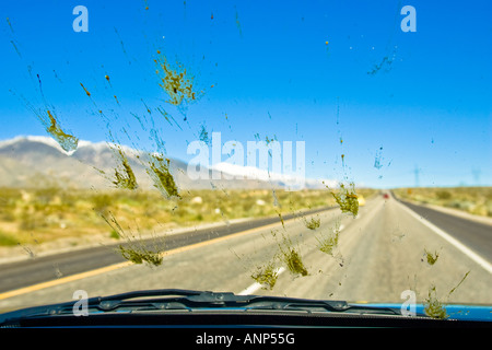 Tote Insekten sind während einer Fahrt über die Windschutzscheibe eines Autos bespritzt. Stockfoto