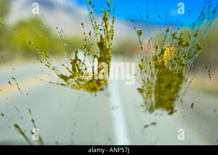 Tote Insekten sind während einer Fahrt über die Windschutzscheibe eines Autos bespritzt. Stockfoto