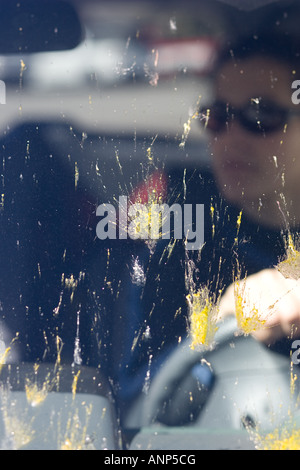 Tote Insekten sind während einer Fahrt über die Windschutzscheibe eines Autos bespritzt. Stockfoto