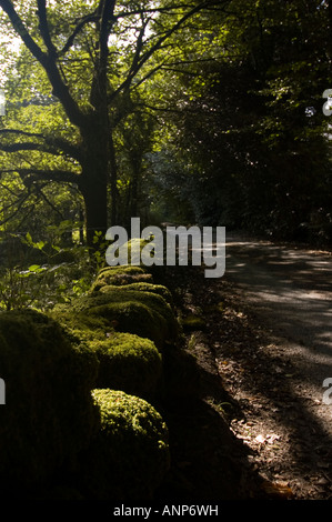 Feldweg in der Ortschaft Postbridge, Dartmoor, Devon, Großbritannien Stockfoto