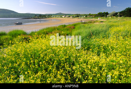 Sandgrün nahe Gatehouse of Fleet Scotland Stockfoto