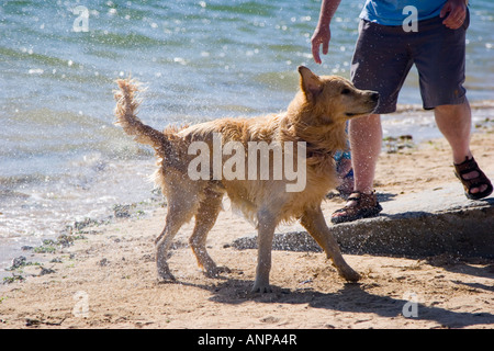 Hund schütteln Wasser aus nach dem Schwimmen im Meer Stockfoto