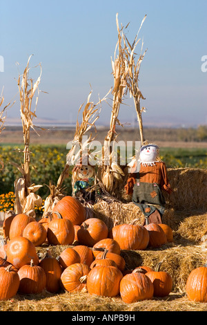 Kürbis-Display mit Heuballen und Vogelscheuchen am Straßenrand Obst stehen in Fruitland Idaho Stockfoto