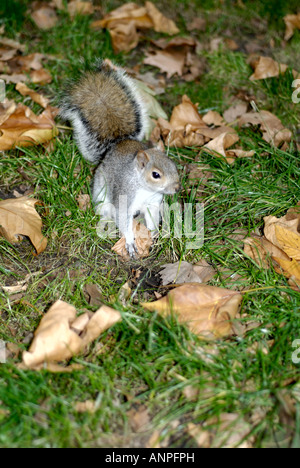 Graue Eichhörnchen Sciurus Caroliniensis Futter Fütterung London UK Stockfoto