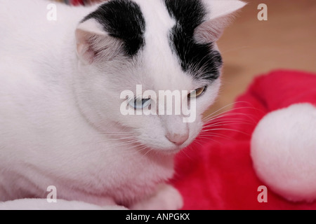 Ein Porträt einer schwarz-weißen Hauskatze (Felis Catus) neben ihrem roten Weihnachtsmann Stockfoto