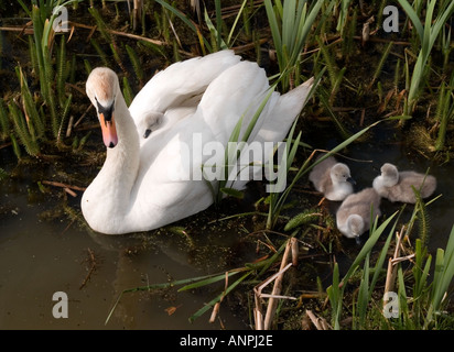 Ein Höckerschwan im Rand von Röhricht mit drei Cygnets neben ihr und einer auf dem Rücken getragen Stockfoto