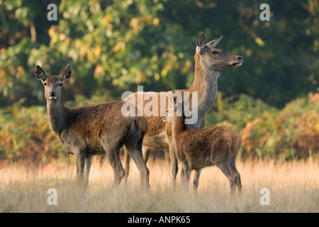 Rothirsch Cervus Elaphus drei Hirschkühe zusammenstehen Richmond park London Stockfoto