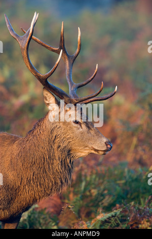 Rothirsch Cervus Elaphus Nahaufnahme Schuss von Kopf und Geweih Richmond Park in london Stockfoto