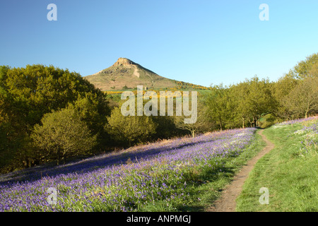 Nähe Topping vor blauem Himmel mit Fußweg zwischen den Glockenblumen und anderen Frühlingsblumen in North York Moors National park Stockfoto