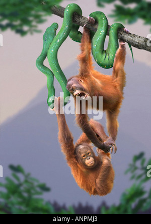 zwei Orang-Utans - Schlange hängen / Pongo Pygmaeus Stockfoto