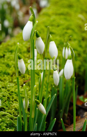 Schneeglöckchen im Spätwinter in Snowdrop Senke nahe Wheddon Cross auf Exmoor in Somerset, England Stockfoto