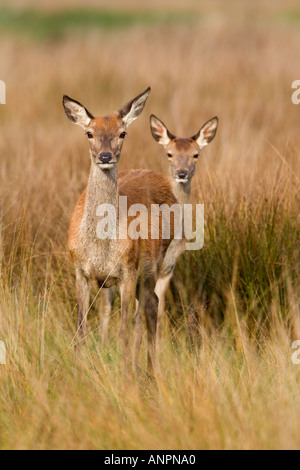 Rothirsch Cervus Elaphus Hind und Kalb stehend Gras mit Ohren auf der Suche nach Alarm-Richmond Park in london Stockfoto