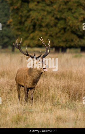 Rothirsch Cervus Elaphus Hirsch stehend aussehende Warnung in grass Richmond Park in london Stockfoto
