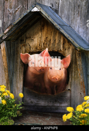 zwei Schweine im Hundehaus Stockfoto