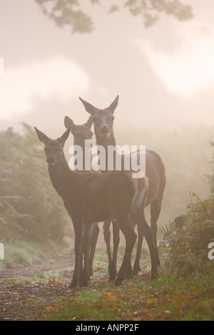 Rothirsch Cervus Elaphus drei Hinds stehen aussehende Warnung im Richmond Park in London Nebel Stockfoto