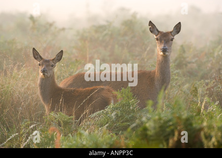 Rothirsch Cervus Elaphus Hirschkuh mit Kalb stehend mit Ohren oben schauen aufmerksam an einem nebligen Morgen Richmond Park in London Stockfoto