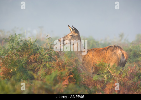 Rothirsch Cervus Elaphus Hind stehend im Bracken Warnung auf nebligen Morgen Richmond Park in London Stockfoto