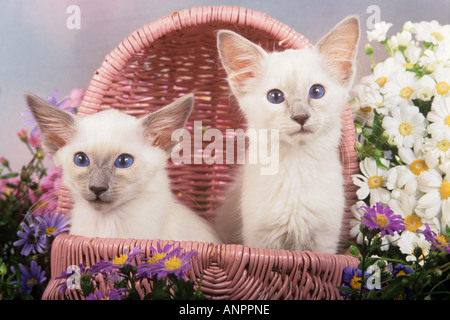 zwei junge Balinese Katzen sitzen in Korb - zwischen Blumen Stockfoto