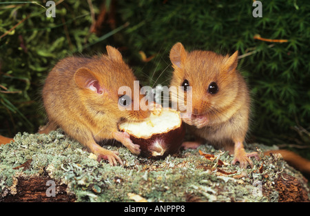 zwei junge gemeinsame Siebenschläfer - kaute Stockfoto