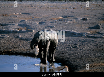 kleiner Elefant Stockfoto