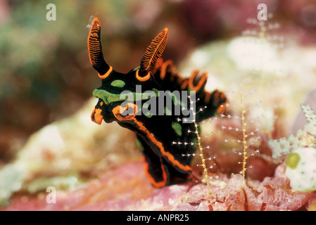 Eine schüchterne Dusky Nembrotha Nacktschnecken (Nembrotha Kubaryana) lugt hinter einem seiner Schleier. Stockfoto