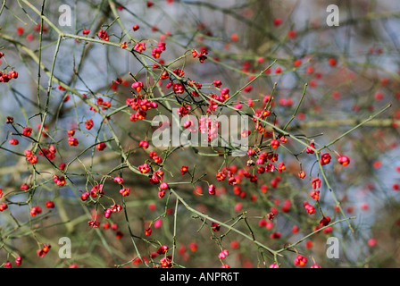 Spindel Baum Beeren im Salcey Wald, Northamptonshire, England, UK Stockfoto