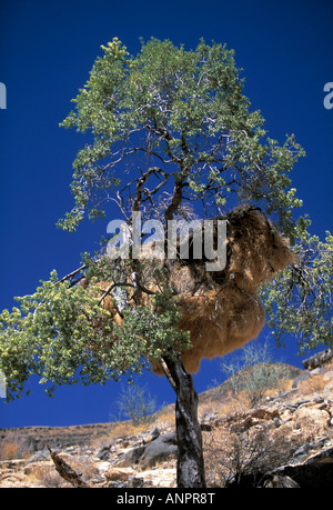 Baum in der afrikanischen Hitze Stockfoto