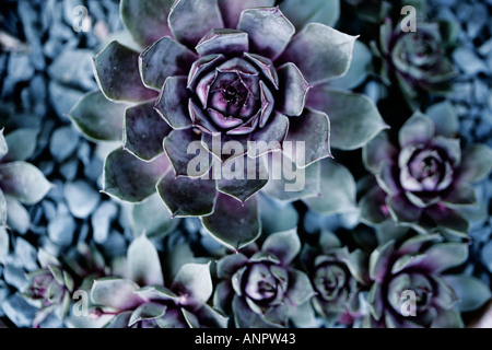 Aeonium haworthii Stockfoto