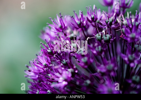 Abschnitt einer Allium Blume Nahaufnahme Stockfoto