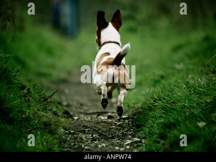 Rückansicht von einem Jack Russell Terrier Hund Stockfoto