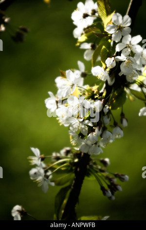 Weiße Feder Blüte Stockfoto