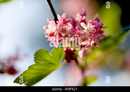 Nahaufnahme von einem Zweig der Ribes Sanguineum Blumen und Blätter Stockfoto