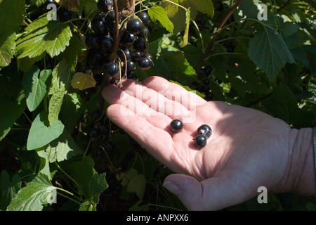 Schwarze Johannisbeere auf Bush mit Hand Thurles County Tipperary Irland Stockfoto