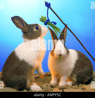 Angeln für Kaninchen Witz Spaß Humor Witzig Tiere Stockfoto
