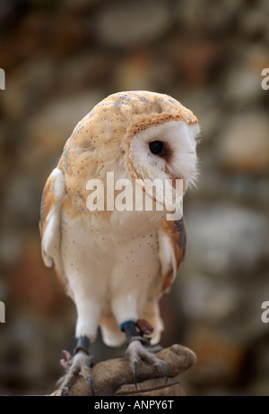 Schleiereule, ruht auf einem Handschuh. Stockfoto