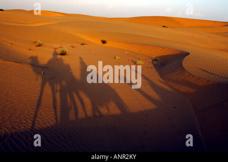 Schatten von einem Kamel-Safari in den Dünen der Wüste Thar in Rajasthan, Indien Stockfoto