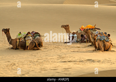 Eine Gruppe von Kamelen Rast in den Dünen der Wüste Thar in Rajasthan, Indien Stockfoto