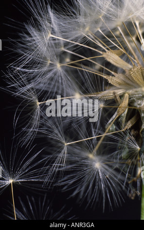 Löwenzahn. Nahaufnahme von Samen bereit, durch den Wind verbreitet werden. Stockfoto