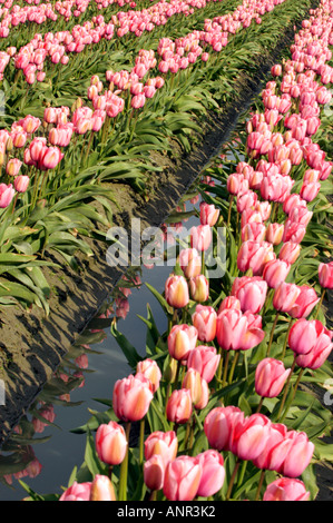 Washington Skagit Valley rosa Tulpen blühen spiegeln sich im Wasser Stockfoto