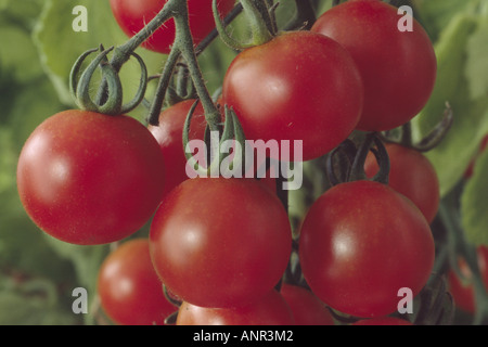 Solanum lycopersicum syn Lycopersicon esculentum 'Supersweet 100' (Sorte Cordon) F1 Hybrid.Truss aus roten Kirschtomaten. Stockfoto