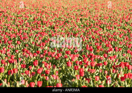 Washington Skagit Valley Gebiet der roten Tulpen blühen während das Tulpenfest entlang der malerischen Chuckanut-Autobahn Stockfoto