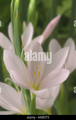 Hesperantha coccinea syn. Schizostylis coccinea 'Pink Princess' (Kaffir-Lilie). Nahaufnahme einer blassrosa Blume. Stockfoto