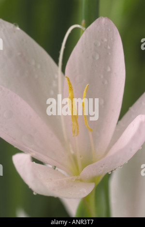 Hesperantha coccinea syn. Schizostylis coccinea 'Pink Princess' (Kaffir-Lilie). Nahaufnahme einer blassrosa Blume. Stockfoto