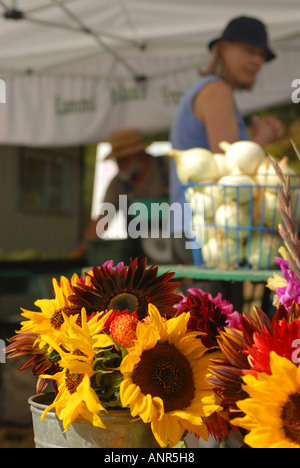 Washington-San Juan Islands-Frau in der Nähe von bunten Blumen an Lummi Island Farmer s Market einkaufen Stockfoto