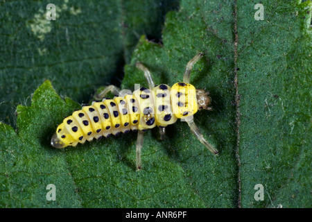 22 vor Ort Marienkäfer Psyllobora Vigintiduopunctata auf Nesselblatt mit Markierungen und Detail Ashridge Bedfordshire Stockfoto