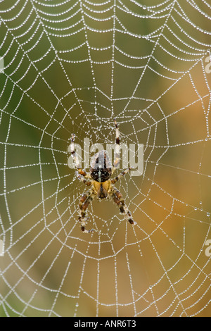 Gartenkreuzspinne Araneus Diadematus in Tau bedeckt Web mit schönen Fokus Hintergrund Potton Bedfordshire Stockfoto