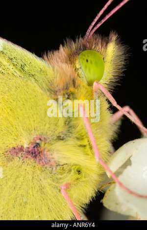 Gelbe Colias Croceus up Blick auf Kopf und Auge Potton Bedfordshire close getrübt Stockfoto